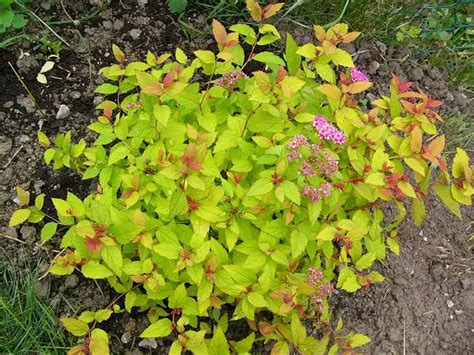Step-By-Step Guide to Maintaining Your Spirea Magic Carpet